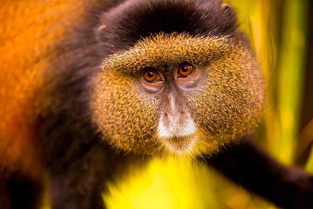 Golden Monkey in Volcanoes National Park, Rwanda, Africa