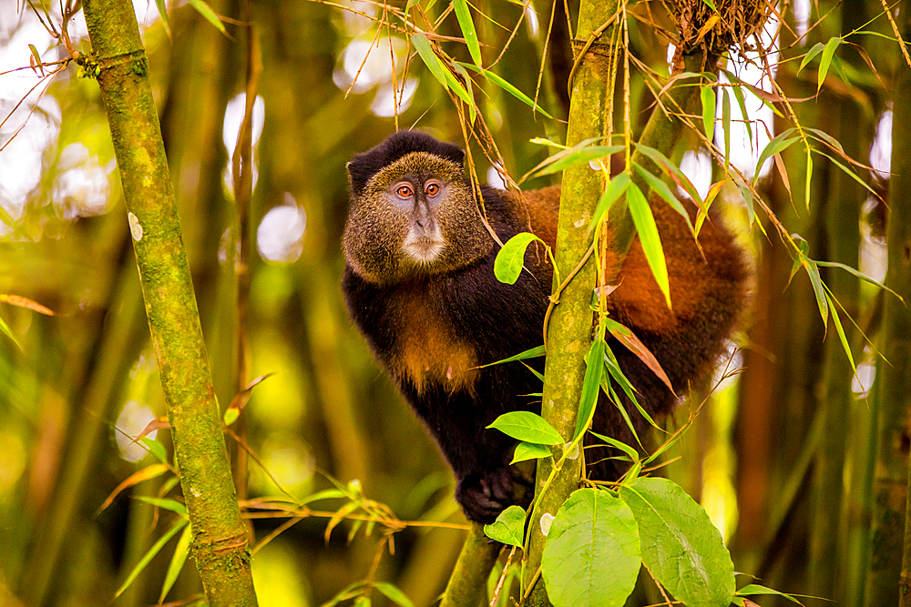 Golden Monkey in Volcanoes National Park, Rwanda, Africa