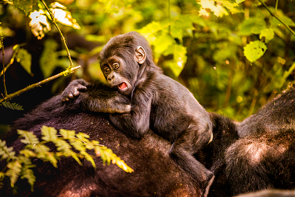 Mountain Gorillas in Bwindi Impenetrable Forest National Park, UNESCO World Heritage Site, Uganda, East Africa, Africa