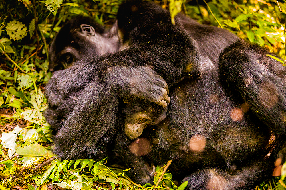 Mountain Gorillas in Bwindi Impenetrable Forest National Park, UNESCO World Heritage Site, Uganda, East Africa, Africa