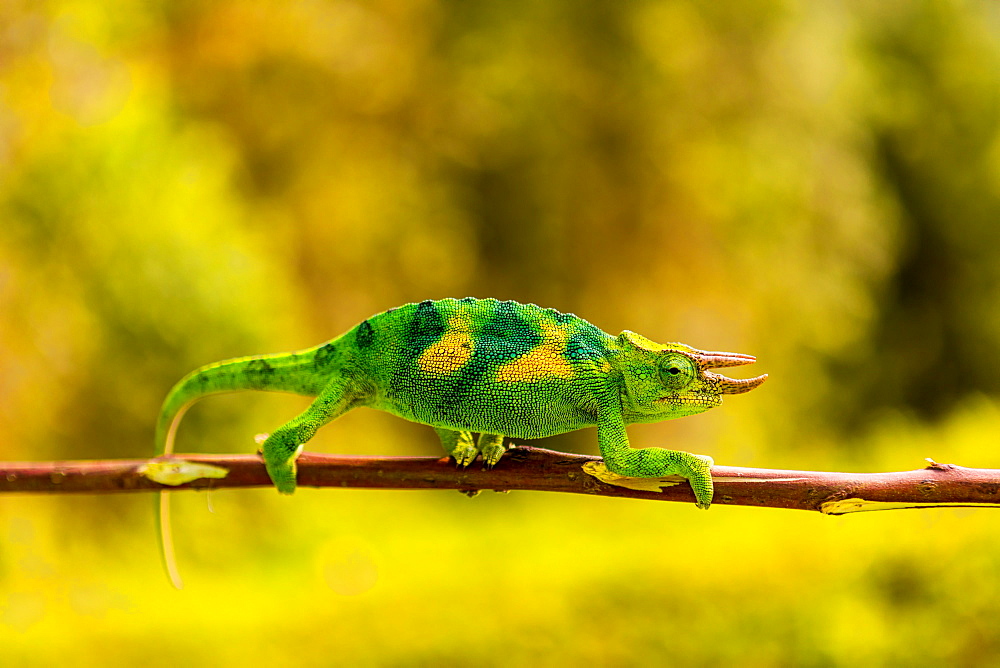 Three-horned Chameleon in Volcanoes National Park, Rwanda, Africa