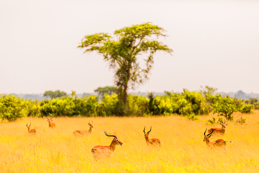 Antelope in Queen Elizabeth National Park, Uganda, East Africa, Africa