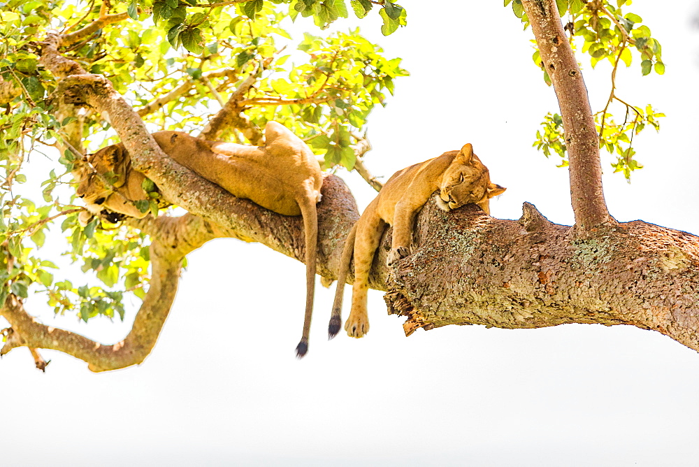 Hanging Lions in the Ishasha sector, Queen Elizabeth National Park, Uganda, East Africa, Africa