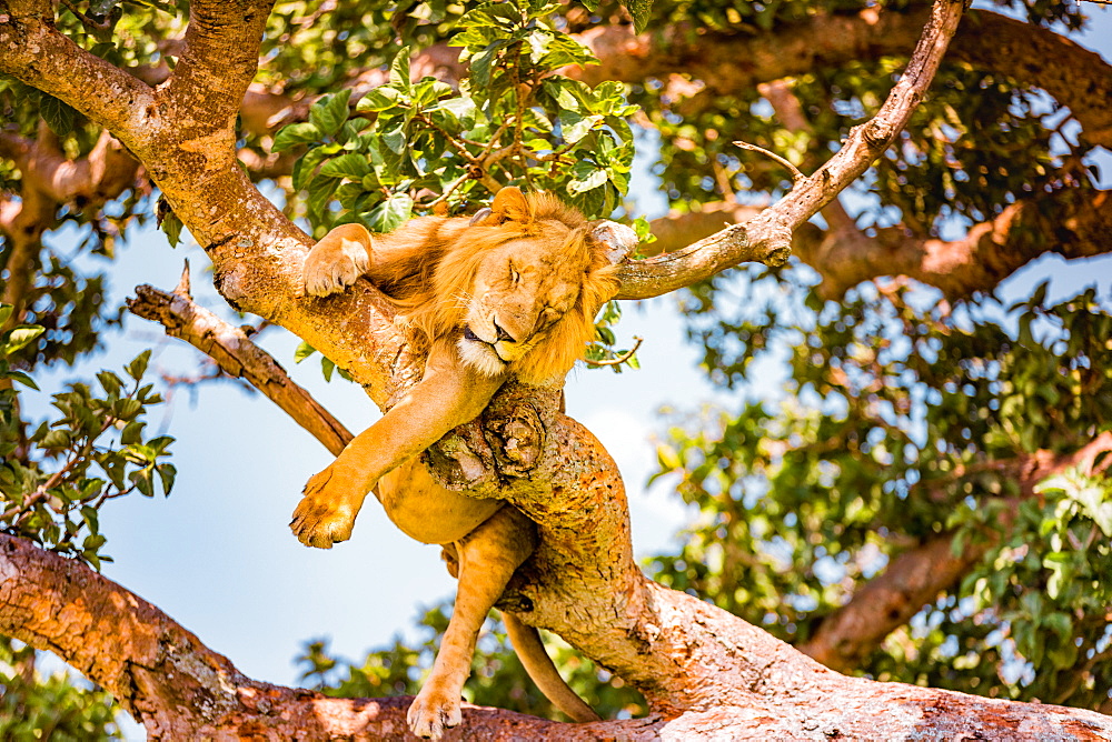 Hanging Lions in the Ishasha sector, Queen Elizabeth National Park, Uganda, East Africa, Africa