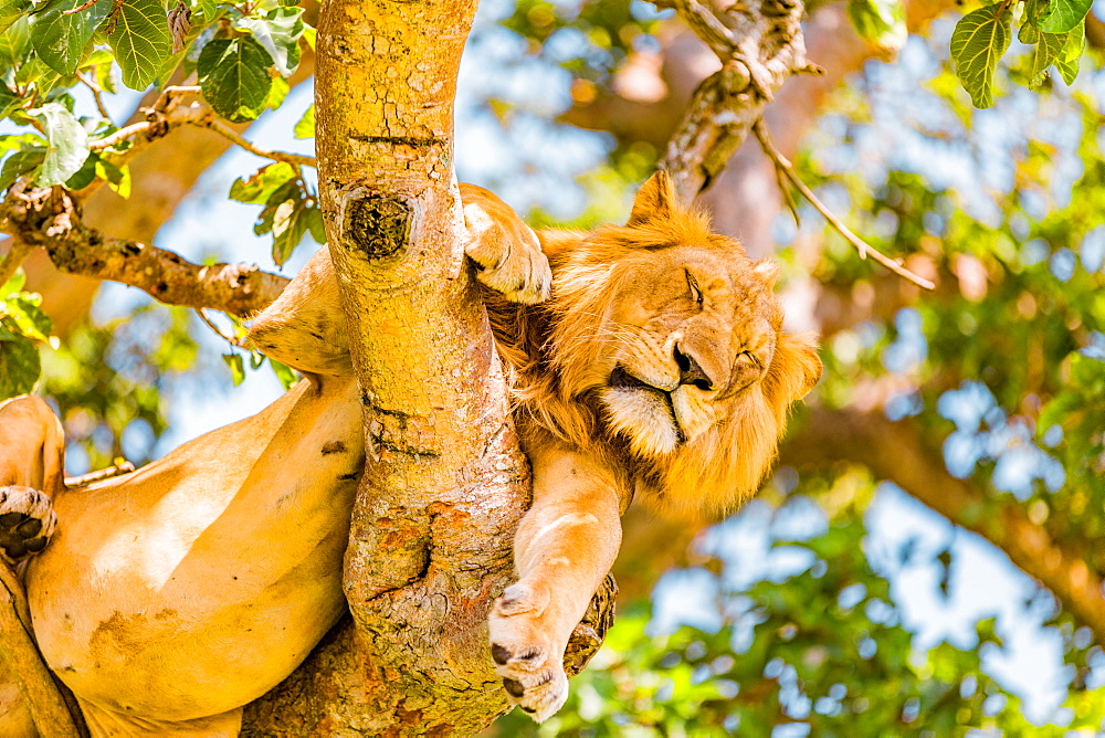 Hanging Lions in the Ishasha sector, Queen Elizabeth National Park, Uganda, East Africa, Africa