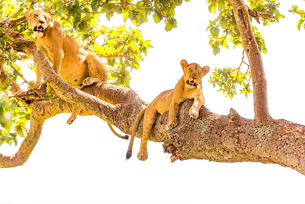 Hanging Lions in the Ishasha sector, Queen Elizabeth National Park, Uganda, East Africa, Africa