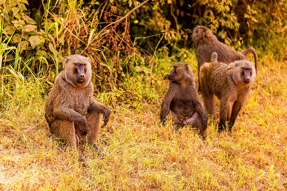 Baboons in Bwindi Impenetrable Forest National Park, Uganda, East Africa, Africa