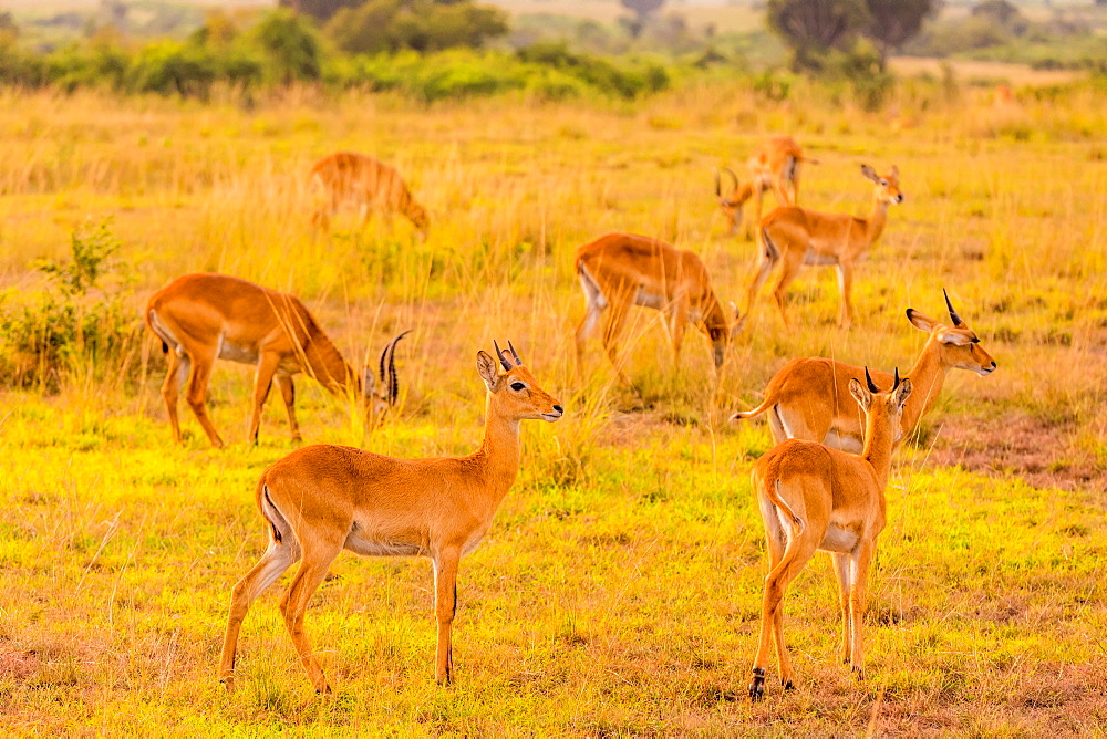 Antelope in Queen Elizabeth National Park, Uganda, East Africa, Africa