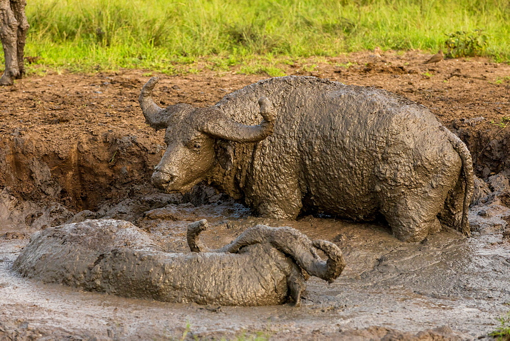 African Cape buffalo in Queen Elizabeth National Park, East Africa, Africa