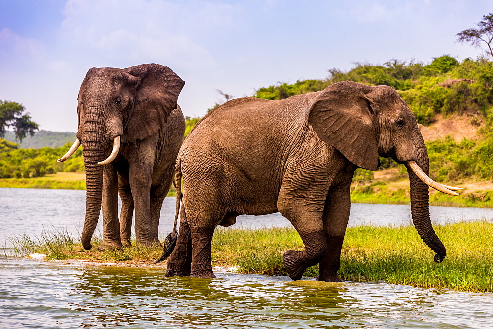 Elephants in Queen Elizabeth National Park, Uganda, East Africa, Africa