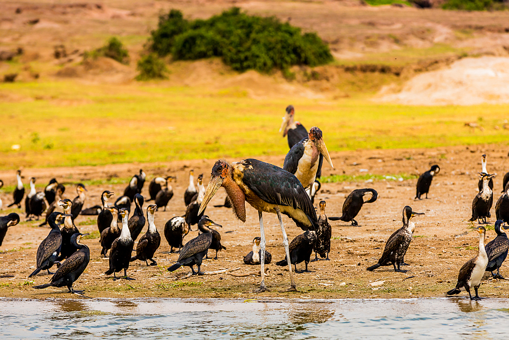 Wild birds in Queen Elizabeth National Park, Uganda, East Africa, Africa