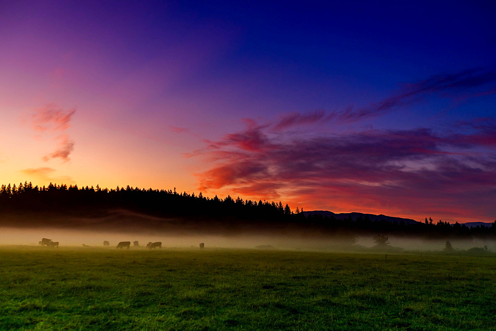 Farmland of Auburn at sunrise, Washington State, United States of America, North America