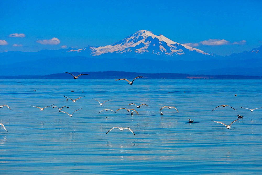 Birds flying over the water off the coast of Orcas Island overlooking Mount Baker, Washington State, United States of America, North America