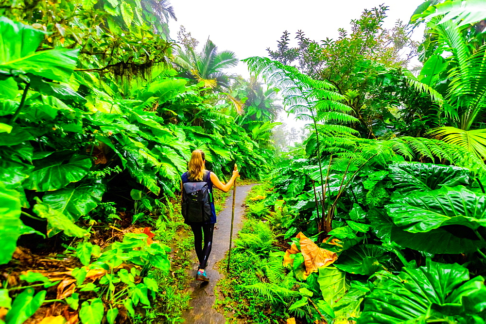 Woman hiking through the giant elephant ear plants, Saba Island, Netherlands Antilles, West Indies, Caribbean, Central America