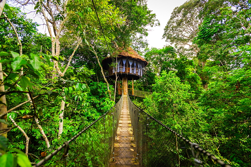 One of the tree houses at the Tree House Lodge in the Amazon Jungle, Peru, South America