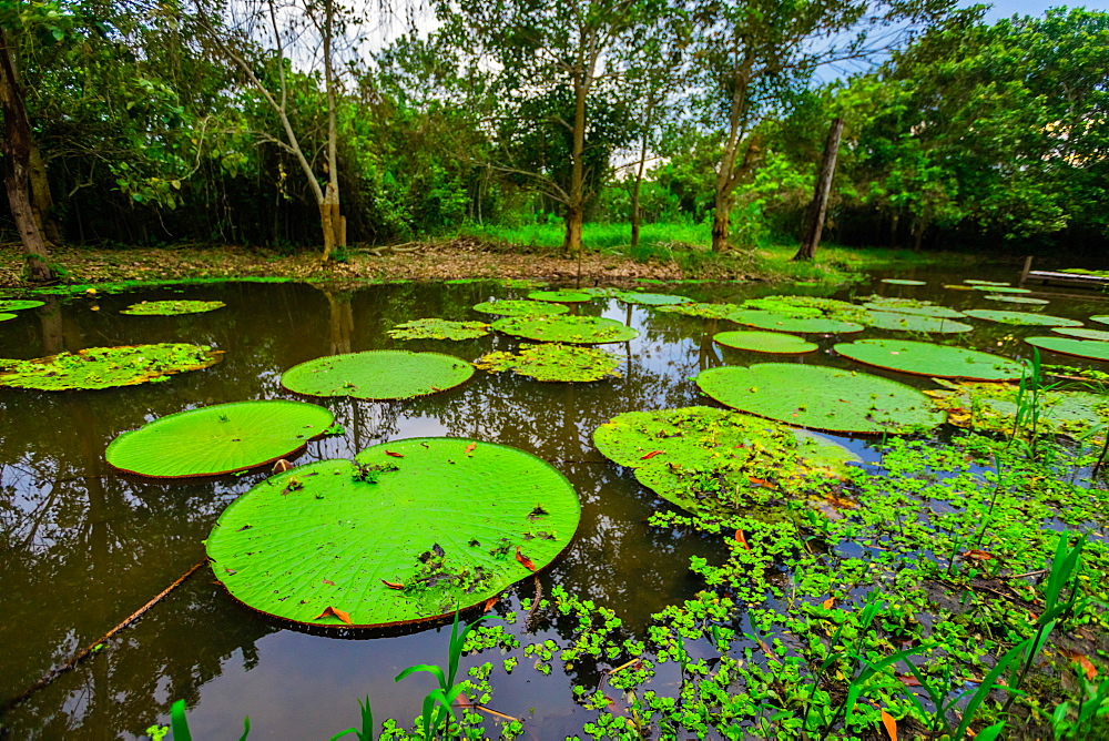 Famous Giant Lily Pads, Amazon River, Peru, South America