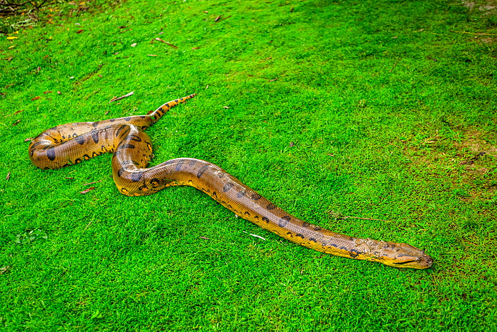 Giant Anaconda found at a local village, Peru, South America