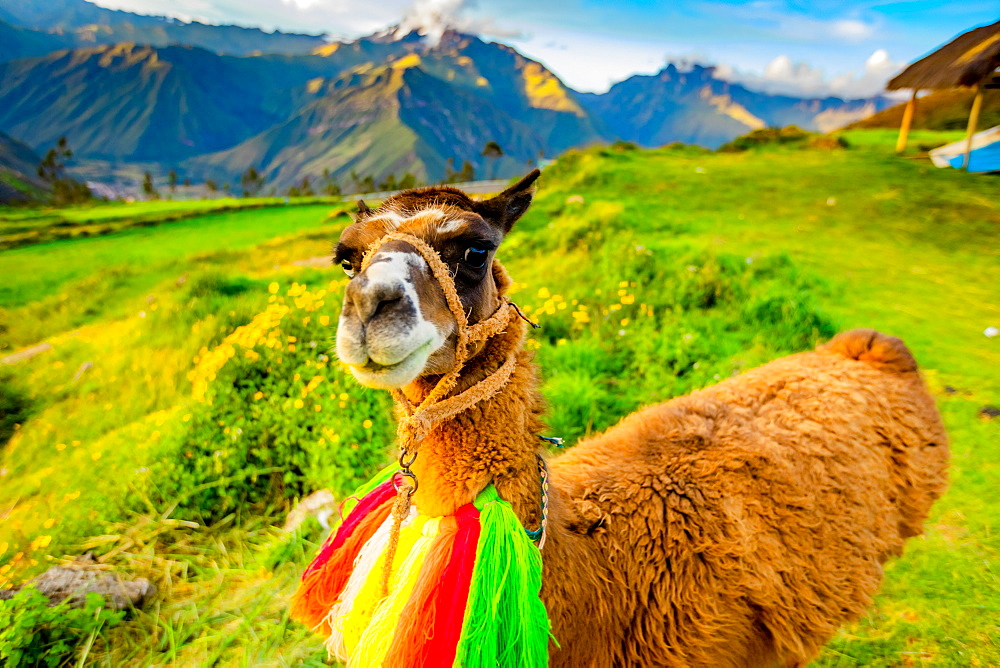 Llama, Moray, Peru, South America