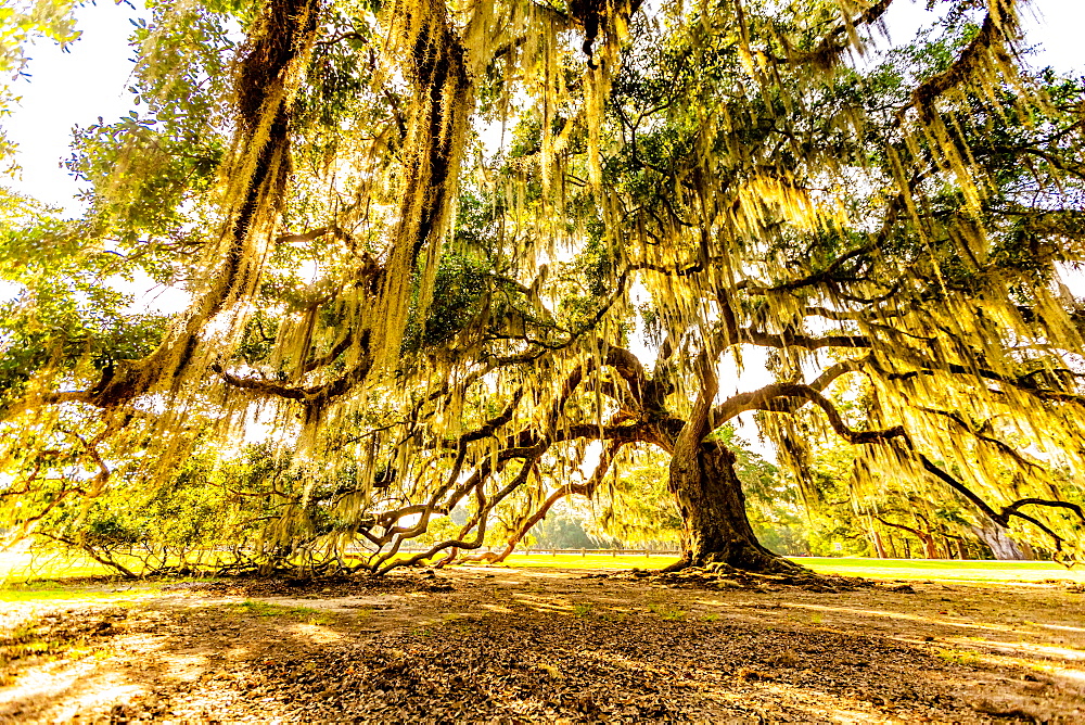 The Tree of Life in Audubon Park, New Orleans, Louisiana, United States of America, North America