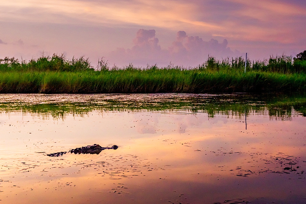 Alligator Alley is home to so many alligators that it's impossible to not spot one, Louisiana, United States of America, North America