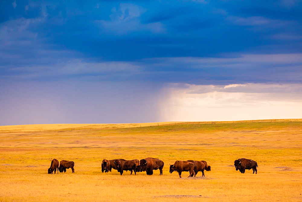 American Bison in their natural habitat of the Badlands, South Dakota, United States of America, North America