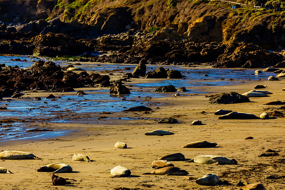 Seals along the beach bathing in the sun, Big Sur, California, United States of America, North America