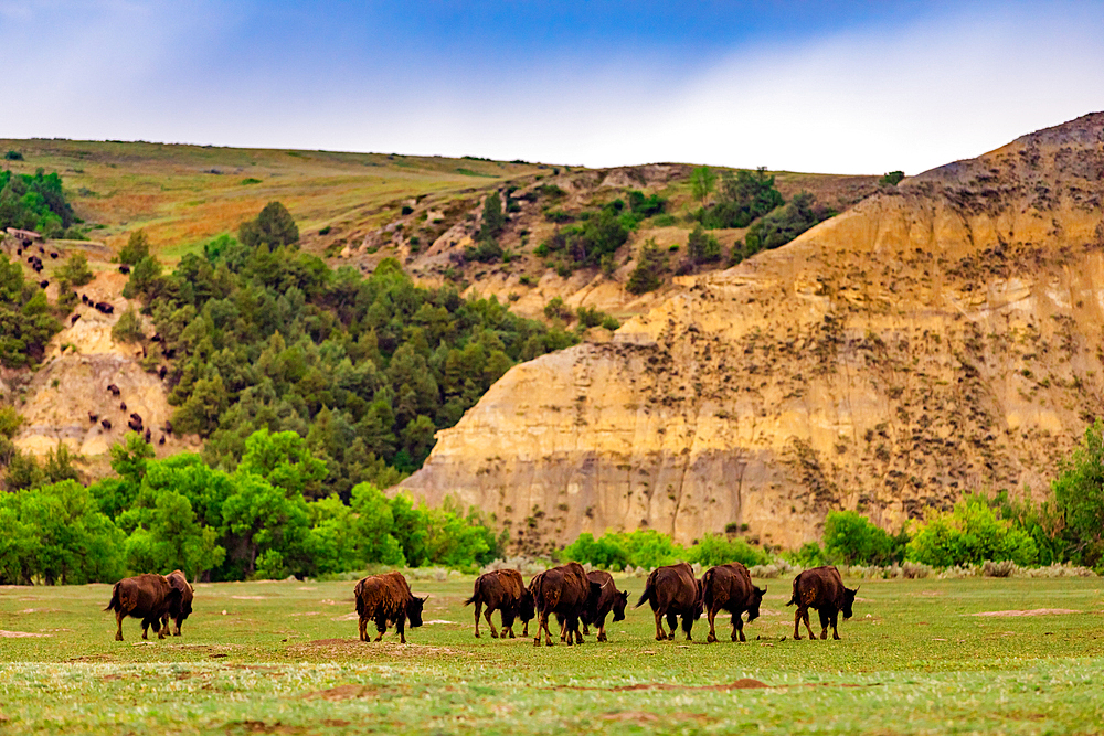 Bison in the Theodore Roosevelt National Park South Unit, North Dakota, United States of America, North America