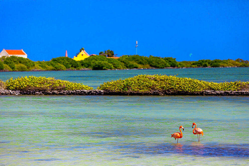 Flamingos lounging around in their natural habitat, Bonaire, Netherlands Antilles, Caribbean, Central America