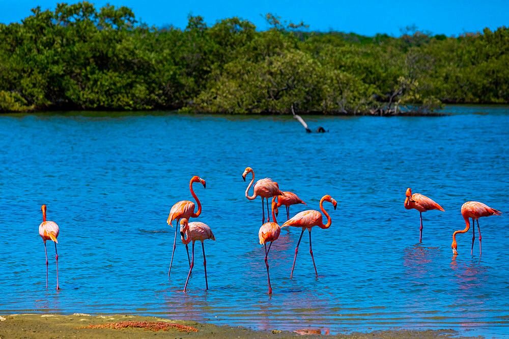 Flamingos lounging around in their natural habitat, Bonaire, Netherlands Antilles, Caribbean, Central America