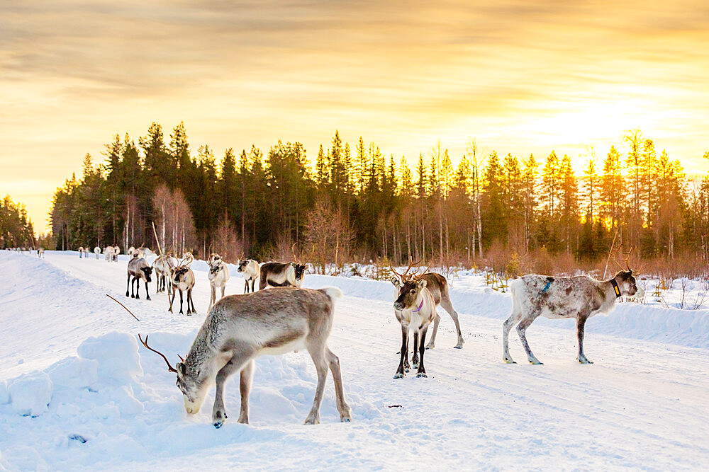 Herding reindeer in beautiful snowy landscape of Jorn, Sweden, Scandinavia, Europe