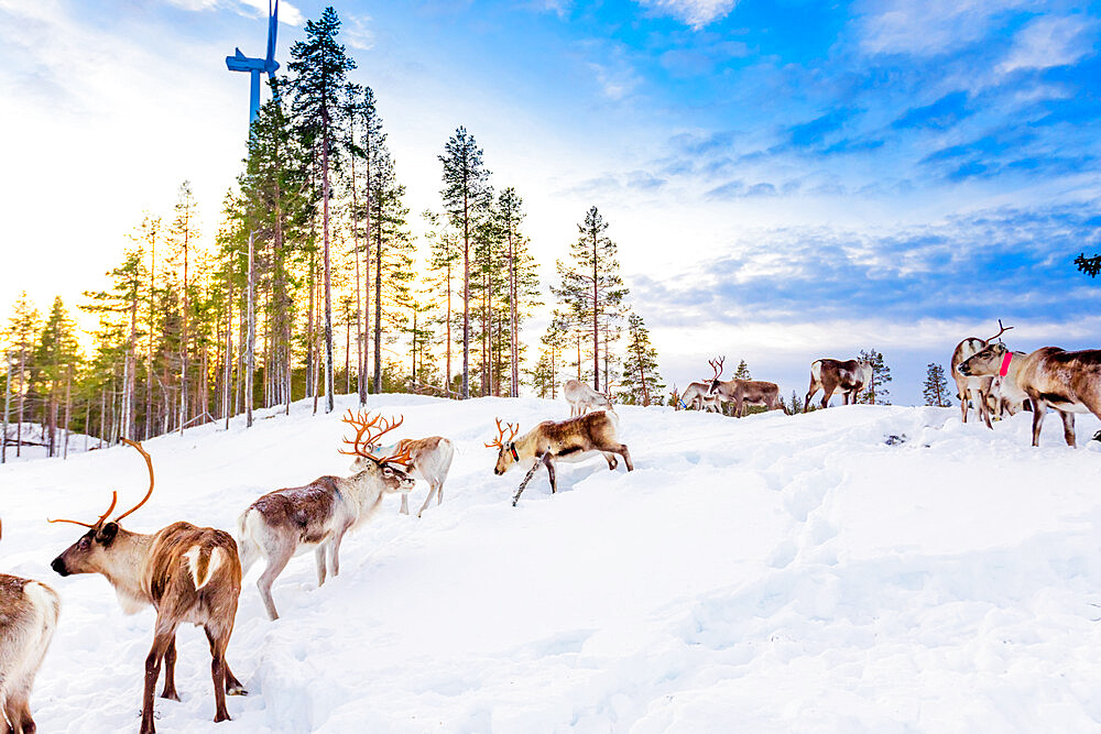 Herding reindeer in beautiful snowy landscape of Jorn, Sweden, Scandinavia, Europe