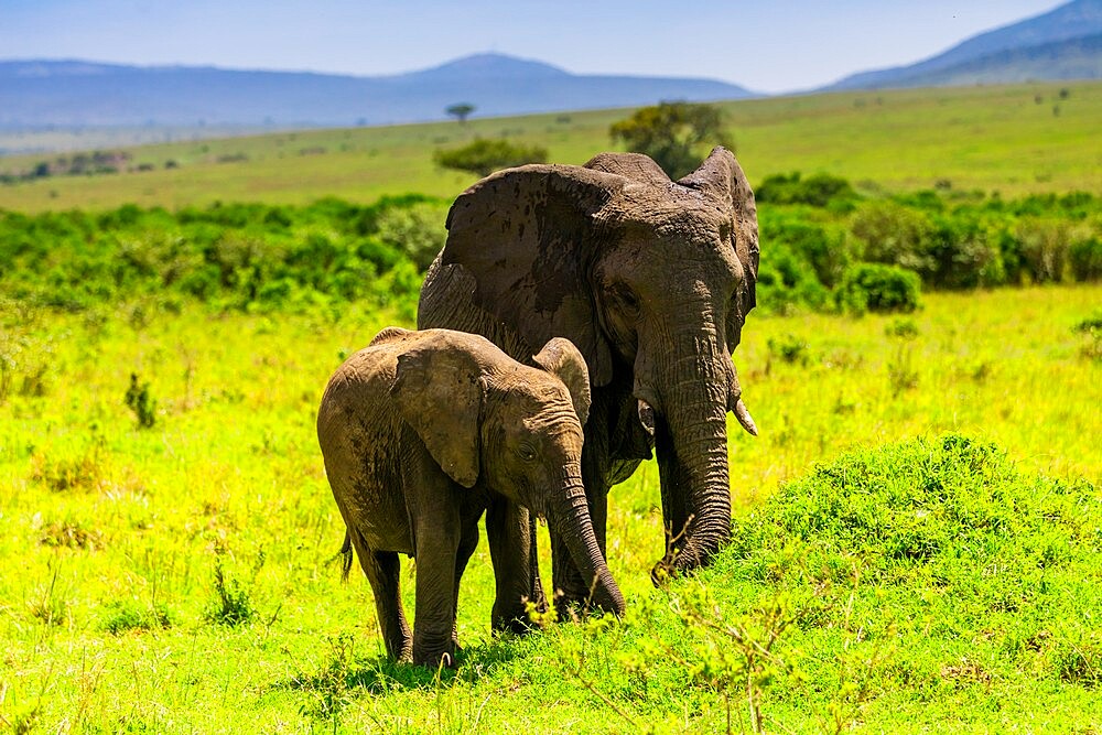 Elephants seen on a Safari in the Maasai Mara National Reserve, Kenya, East Africa, Africa