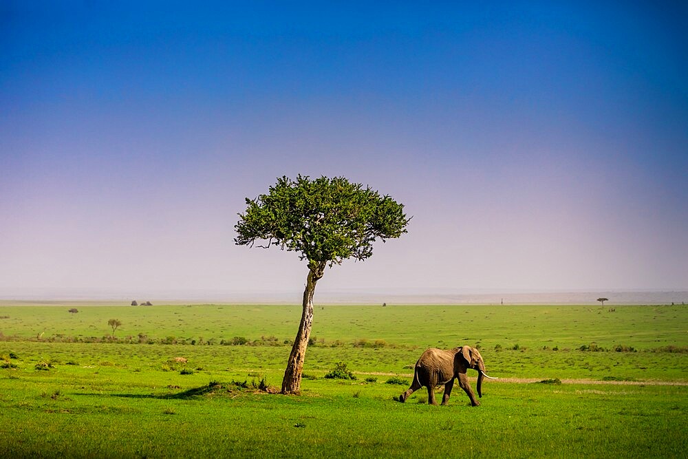 Elephant seen on a Safari in the Maasai Mara National Reserve, Kenya, East Africa, Africa