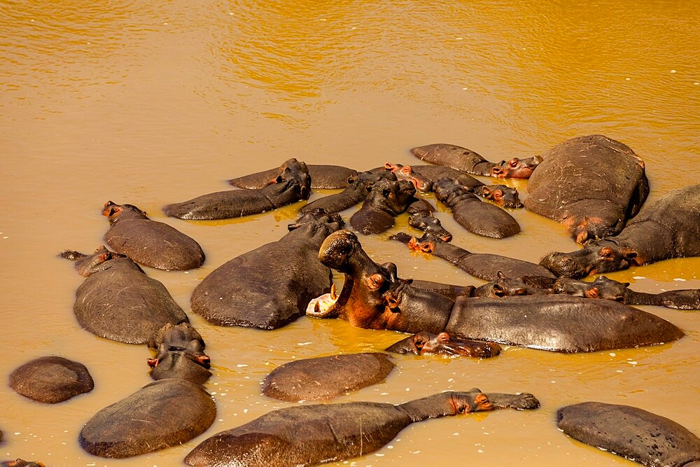 Hippos enjoying the water seen on a Safari in the Maasai Mara National Reserve, Kenya, East Africa, Africa