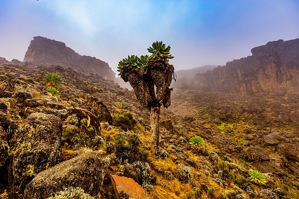 View of the mountain trails on the way up Mount Kilimanjaro, UNESCO World Heritage Site, Tanzania, East Africa, Africa