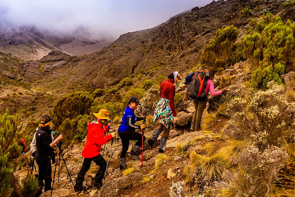 Women on their way up Mount Kilimanjaro, UNESCO World Heritage Site, Tanzania, East Africa, Africa