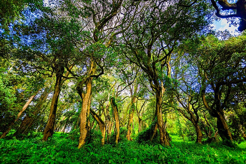 Beautiful green forest on the trail leading up Mount Kilimanjaro, Tanzania, East Africa, Africa