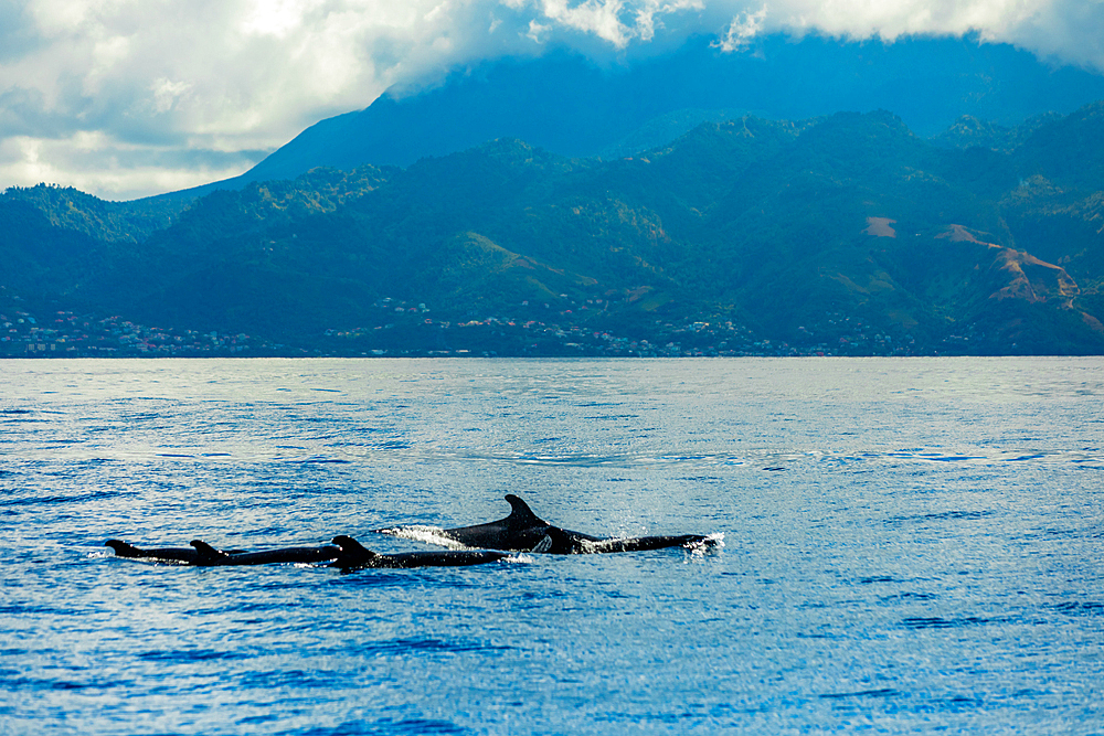 Waters with whales, Dominica, Windward Islands, West Indies, Caribbean, Central America