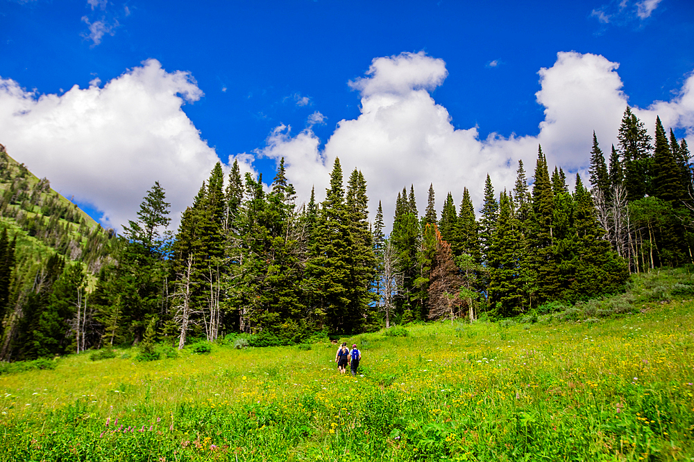 Grand Teton National Park trails, Wyoming, United States of America, North America