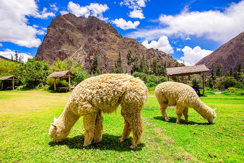 Alpaca in Ollantaytambo, Peru, South America