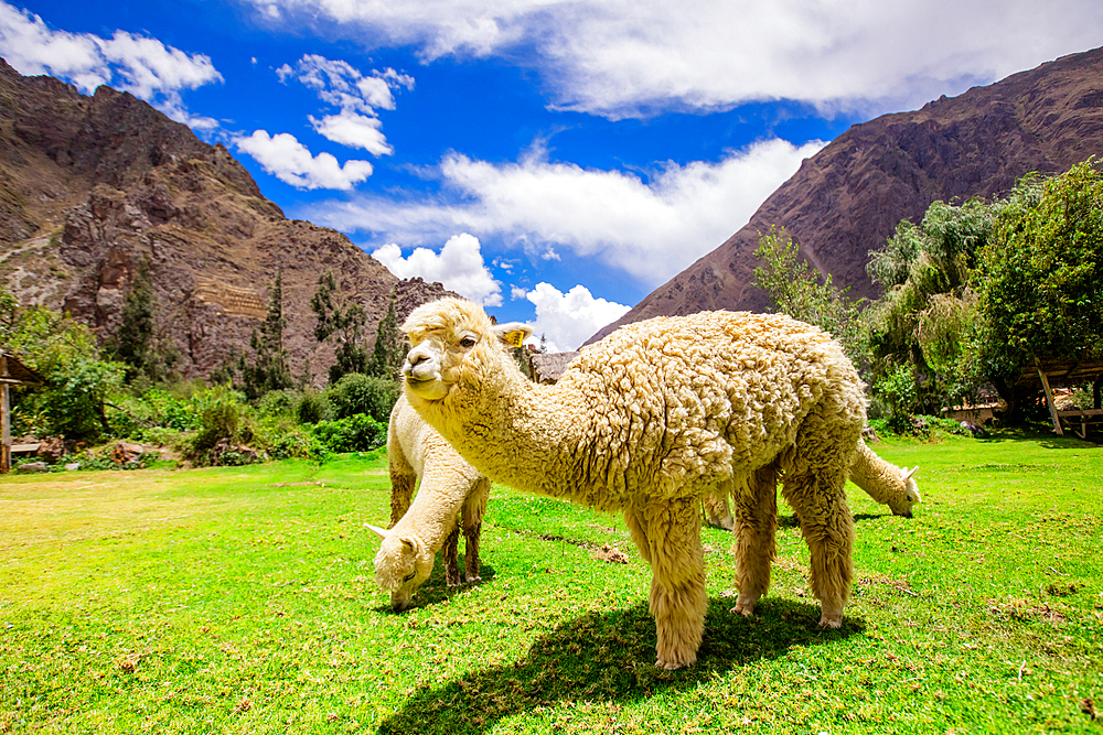 Alpaca in Ollantaytambo, Peru, South America