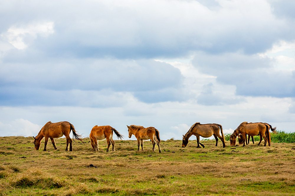 Wild ponies on Yonaguni Island, Yaeyama Islands, Japan, Asia