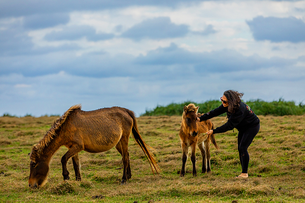 Wild ponies on Yonaguni Island, Yaeyama Islands, Japan, Asia