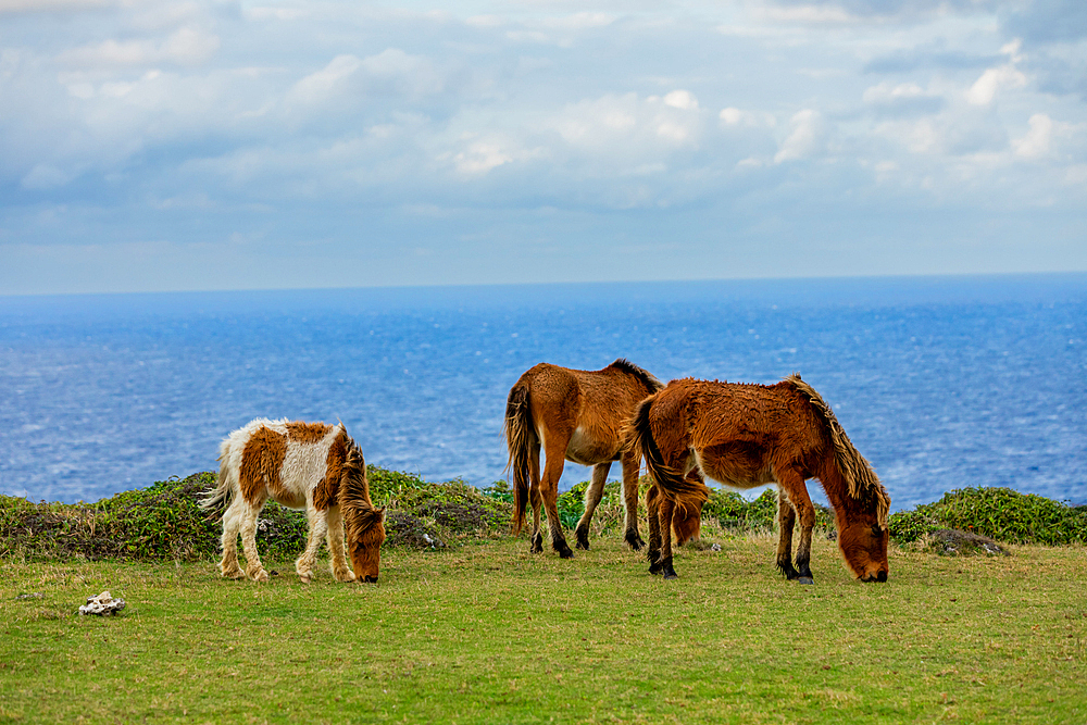 Wild ponies on Yonaguni Island, Yaeyama Islands, Japan, Asia