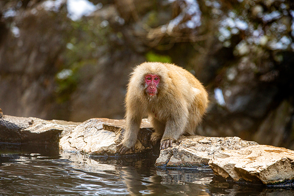 Snow Monkeys at Snow Monkey Park, Jigokudani, Nagano Prefecture, Honshu, Japan, Asia