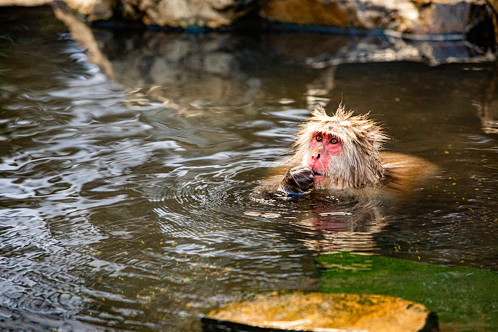 Snow Monkeys at Snow Monkey Park, Jigokudani, Nagano Prefecture, Honshu, Japan, Asia