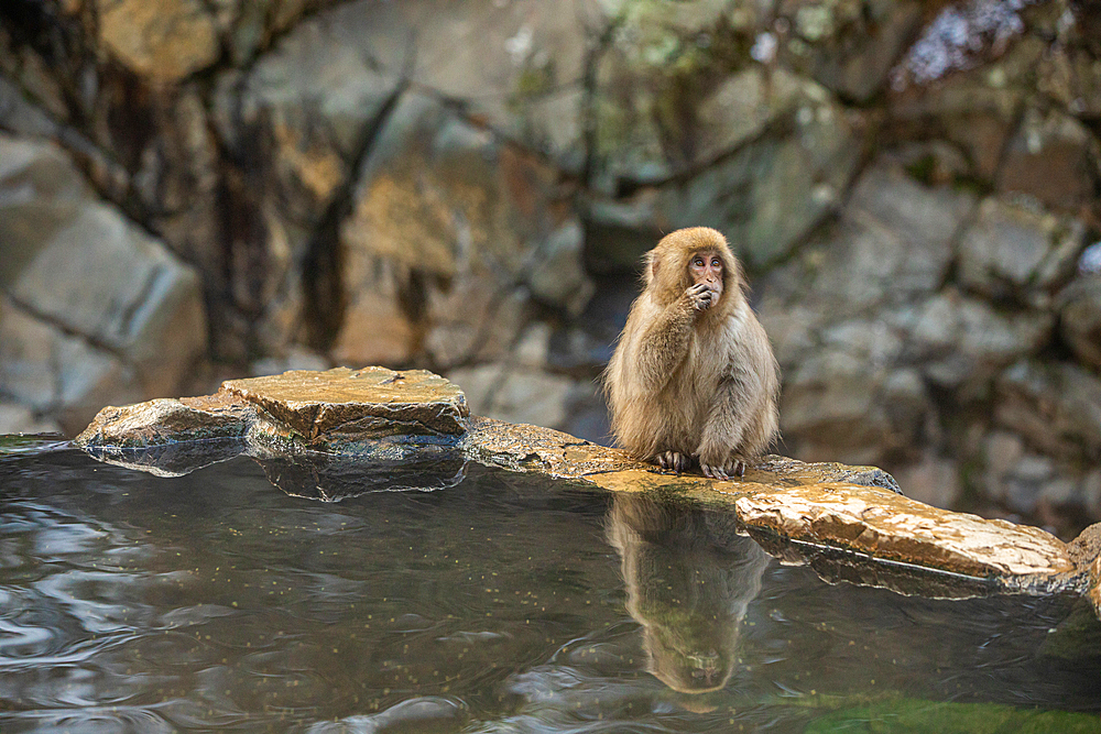 Snow Monkeys at Snow Monkey Park, Jigokudani, Nagano Prefecture, Honshu, Japan, Asia