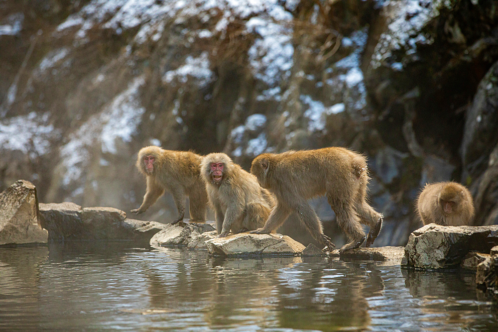 Snow Monkeys at Snow Monkey Park, Jigokudani, Nagano Prefecture, Honshu, Japan, Asia