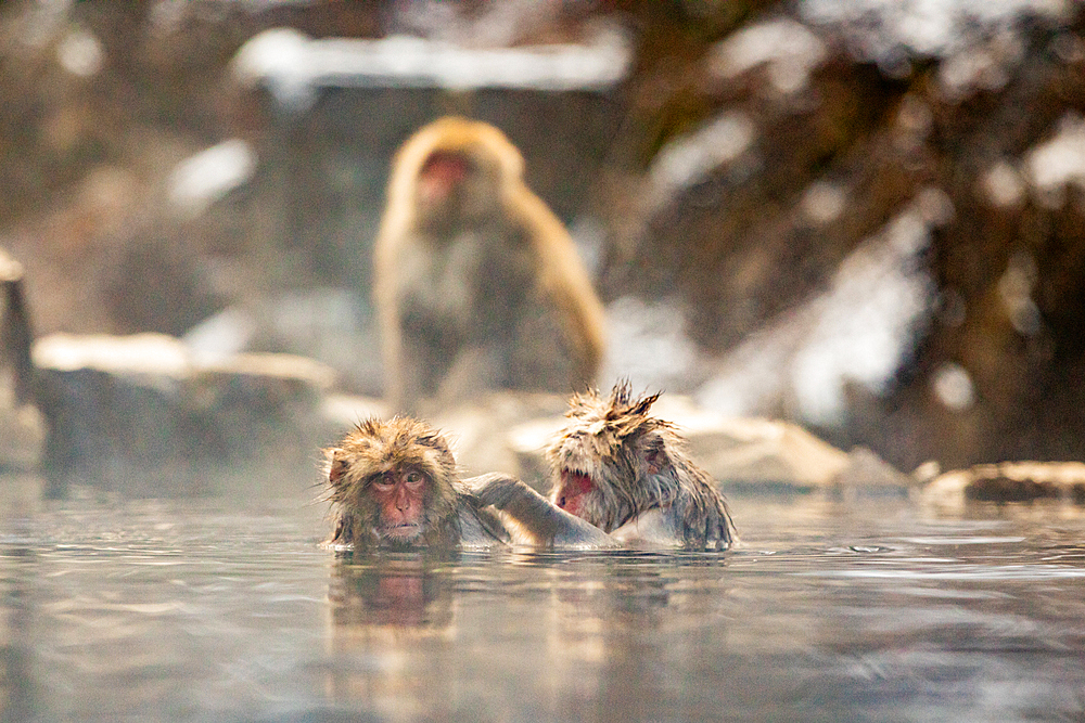 Snow Monkeys at Snow Monkey Park, Jigokudani, Nagano Prefecture, Honshu, Japan, Asia