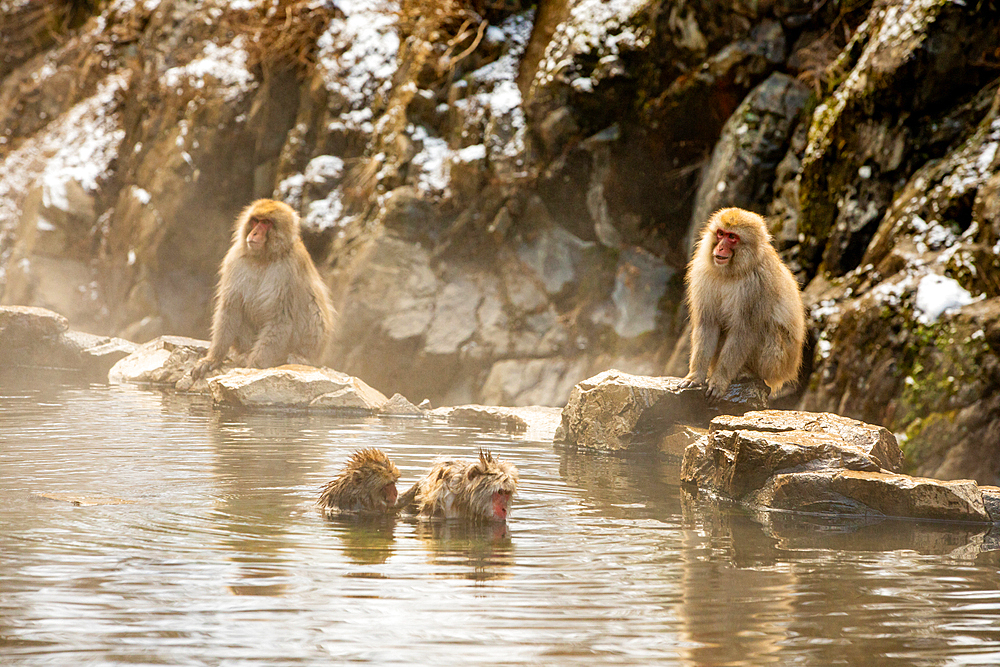 Snow Monkeys at Snow Monkey Park, Jigokudani, Nagano Prefecture, Honshu, Japan, Asia